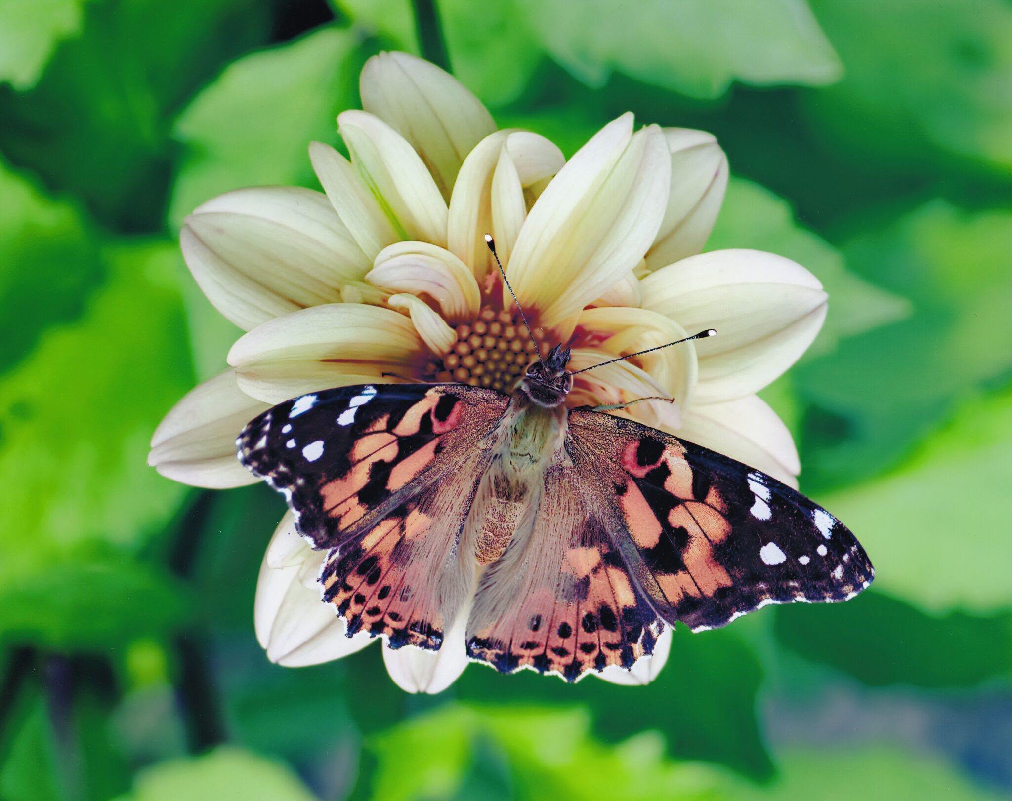 Webster Arboretum Association
